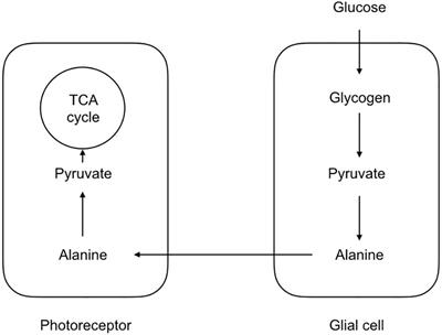 The Role of Brain Glycogen in Supporting Physiological Function